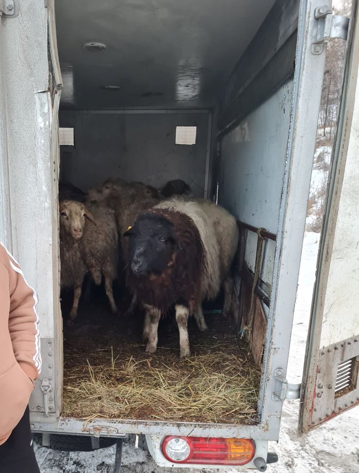 Фото Из Бурятии в Иркутскую область нелегально перевозили 17 овец