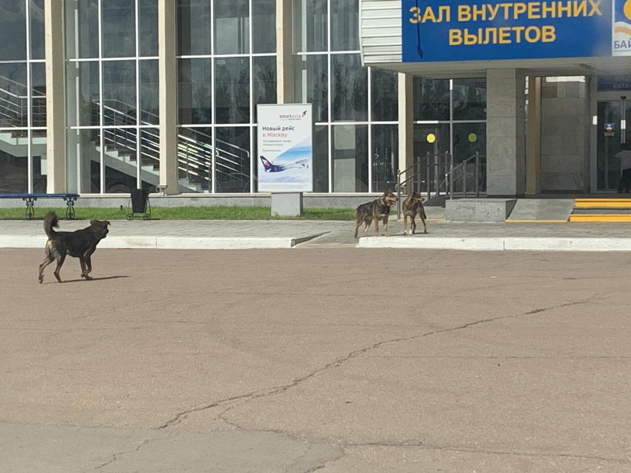 Фото Возле улан-удэнского аэропорта бегала свора собак