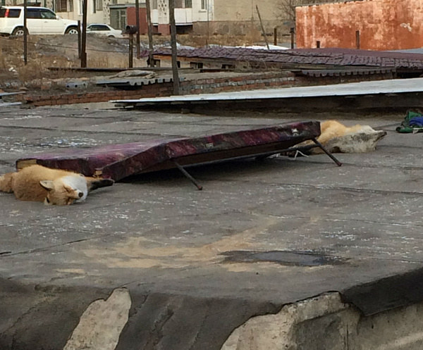 Фото В 102 квартале Улан-Удэ на крыше гаража нашли мёртвых лисиц