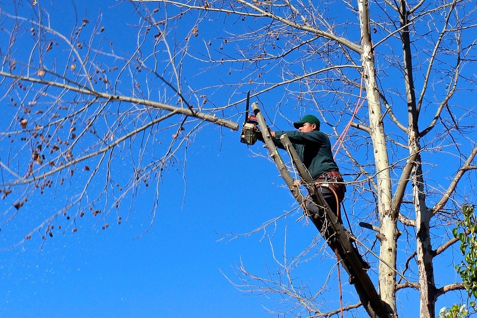 Фото В столице Бурятии управляшки и ТСЖ будут штрафовать за неправильную обрезку деревьев