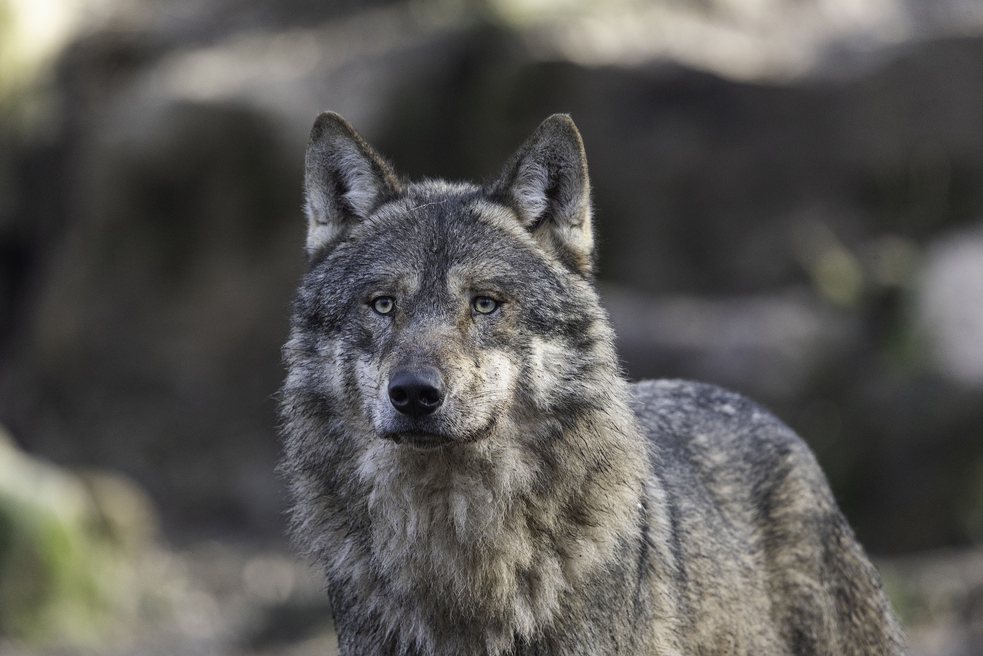 Фото В Бурятии убили волка, загрызшего теленка