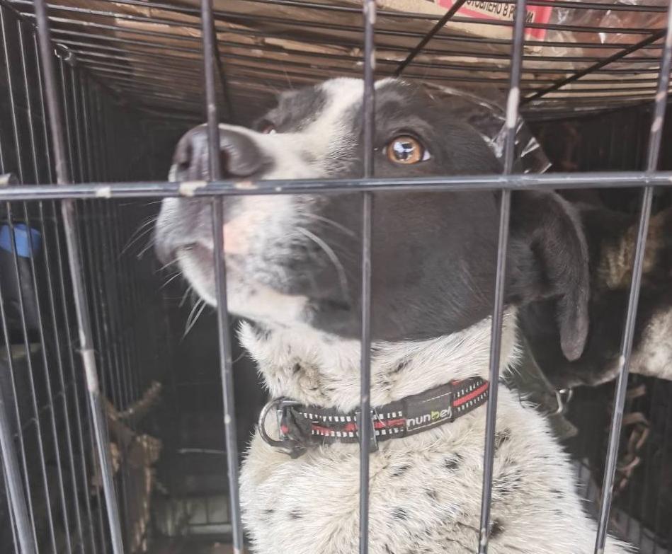 Фото В Улан-Удэнском микрорайоне Лысая Гора пройдет рейд по собакам