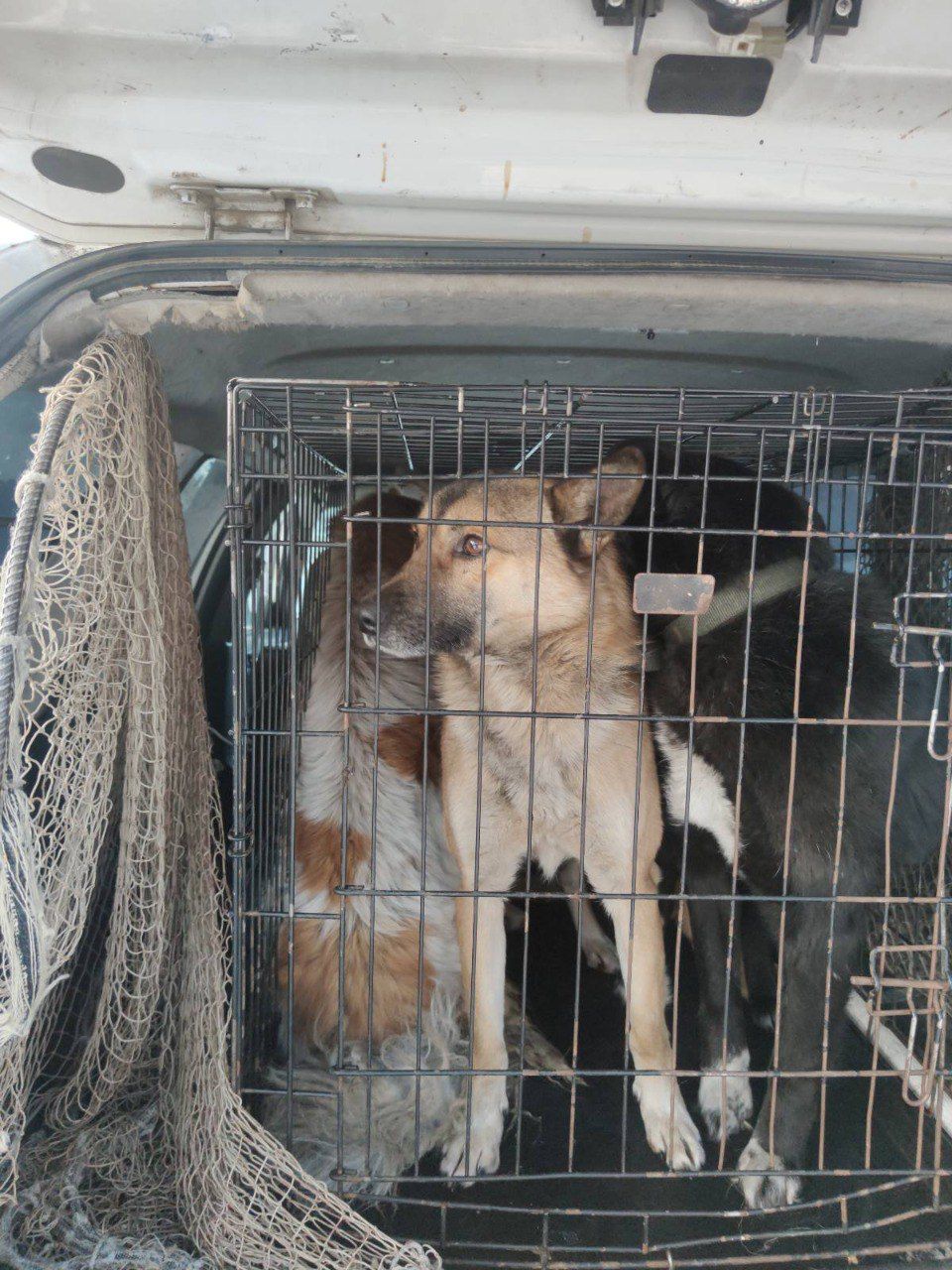 Фото Тысячу безнадзорных собак отловили в Улан-Удэ за месяц с небольшим