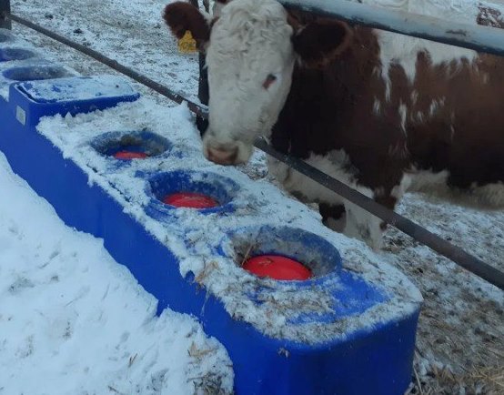 Фото В Бурятии животноводы придумали, как сократить энергозатраты домашней скотины