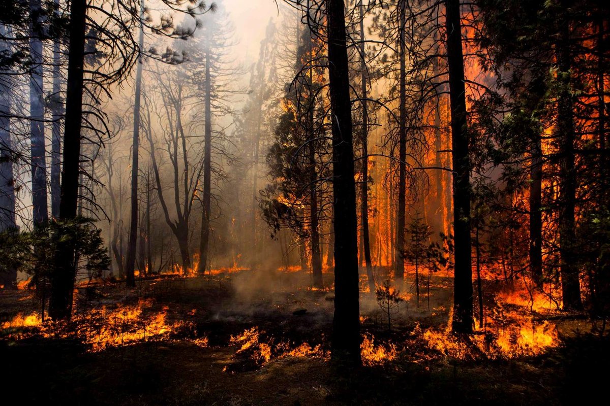 Фото В Бурятии локализован один лесной пожар
