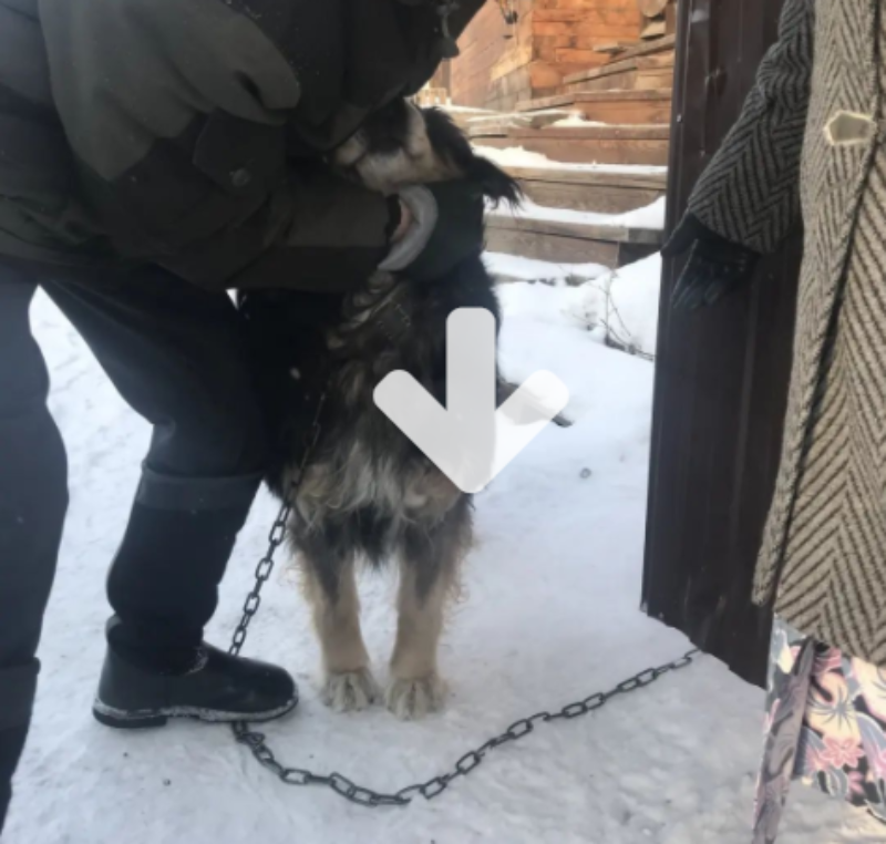 Фото В Улан-Удэ установлен владелец собаки, напавшей на юношу