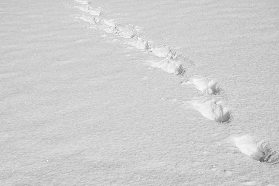 Фото Лю Хуася поймали по следам на снегу