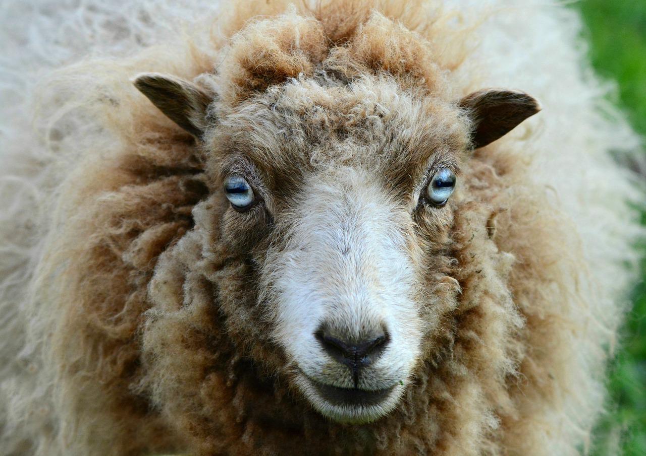 Фото В Бурятии пройдет праздник стрижки овец