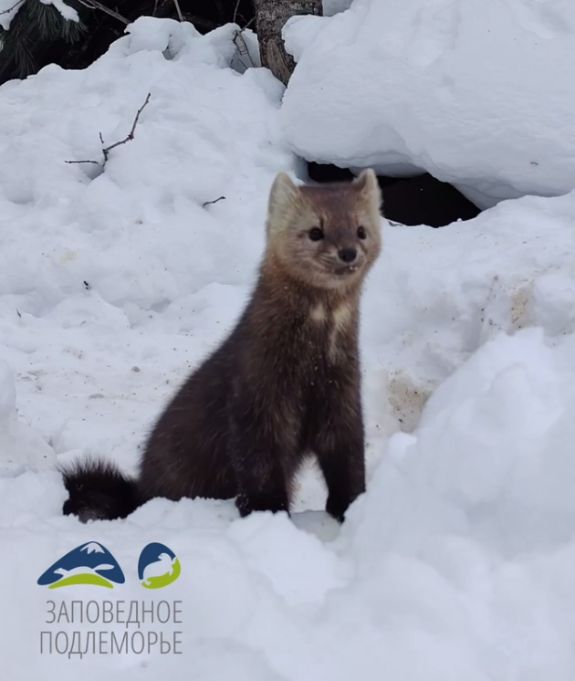 Фото Соболь поселился рядом с людьми в бурятском заповеднике