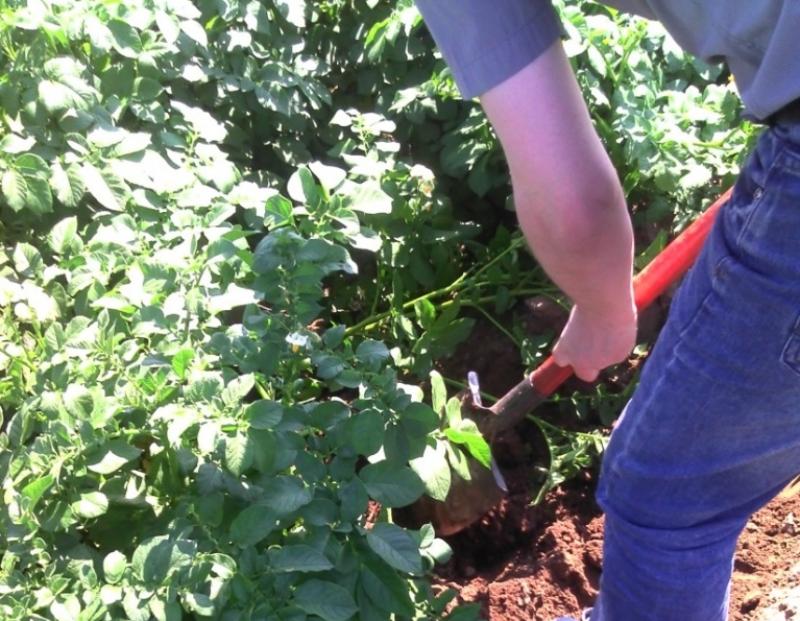 Фото Подтверждено: сельхозпроизводители Бурятии выращивают картофель без пестицидов