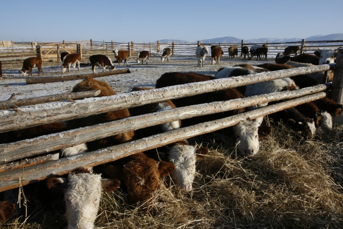 Фото В Бурятии 22-летний пастух позарился на чужой скот