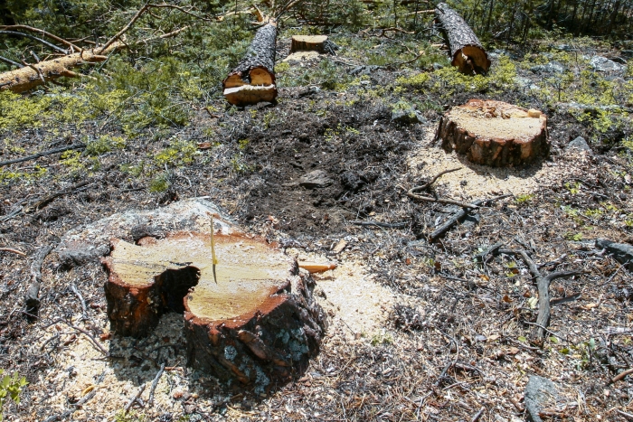Фото В Бурятии наказали нарубивших леса на миллионы рублей «черных лесорубов»