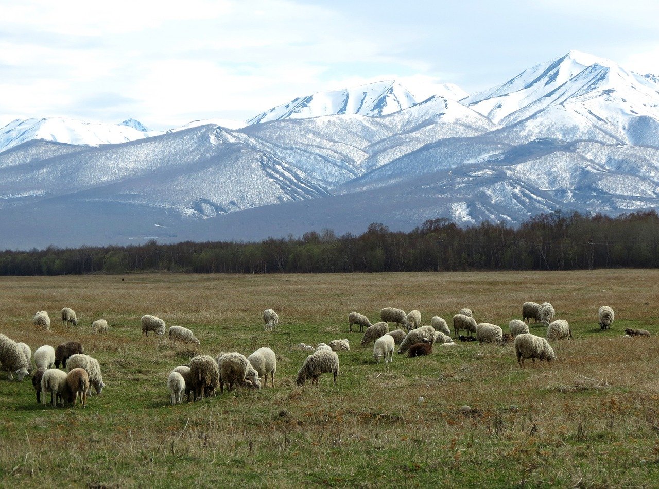Горное овцеводство Алтай
