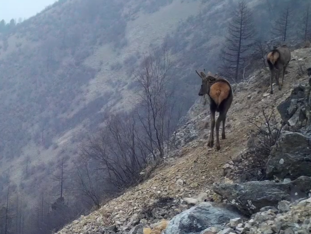Фото В Бурятии фотоловушка Тункинского нацпарка запечатлела оленей