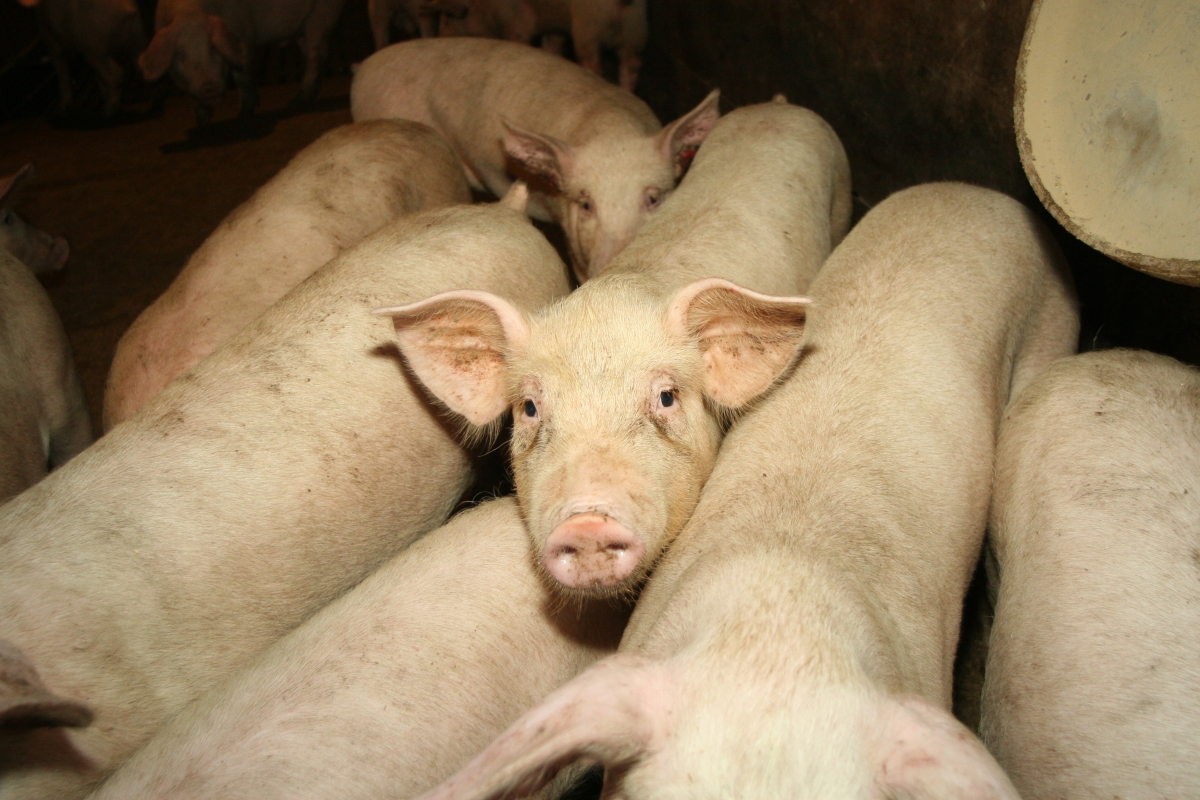 Фото Территорию Бурятии проверили на наличие трупов диких кабанов и домашних свиней