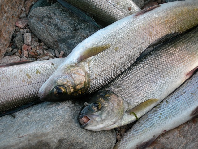 Фото Цифра зашкаливает: Посчитан нелегальный улов байкальского омуля