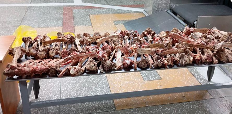 Фото В Бурятию через Монголию пытались ввезти контрабандой 31 кг хребтовых костей