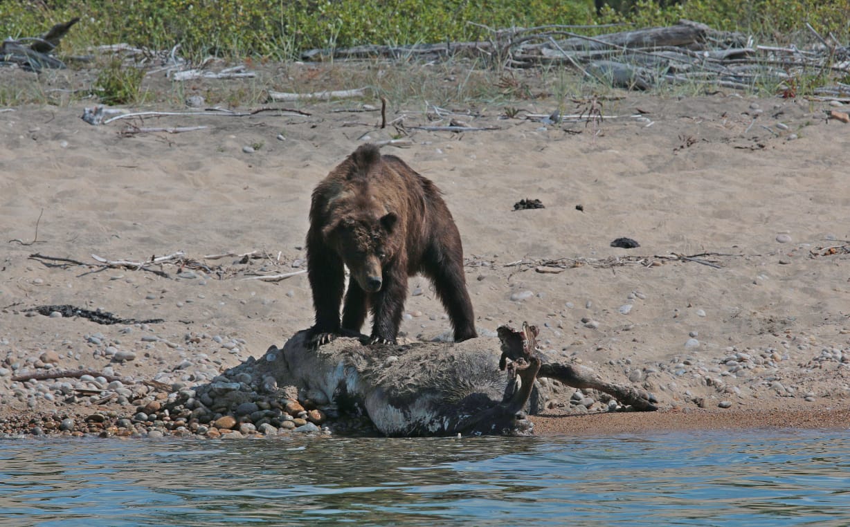 Фото Медведь загрыз лося на Байкале