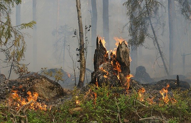Фото В Бурятии нет лесных пожаров