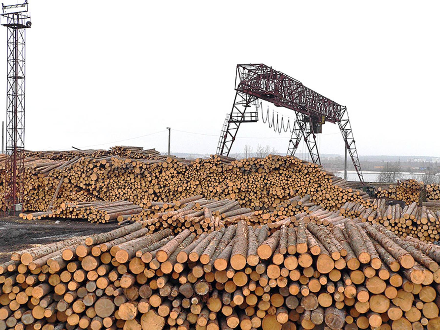 Фото В Бурятии начали действовать новые правила для пунктов приема древесины