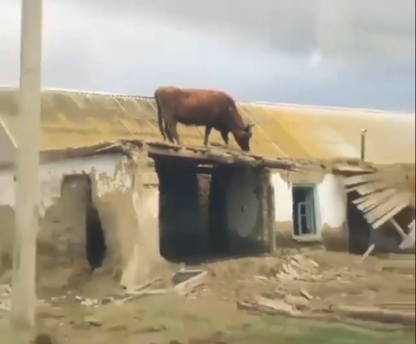 Фото В Бурятии корова увлеклась "паркуром"