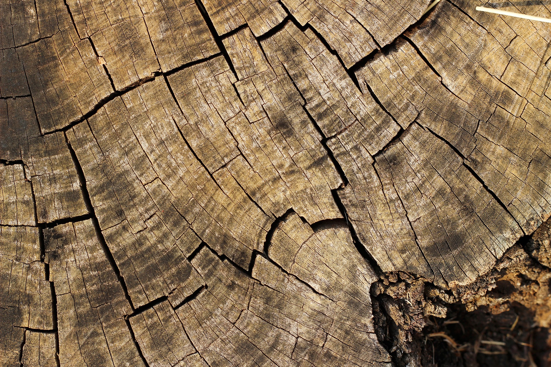Фото Вырубка многолетнего дерева стала поводом для уголовного дела