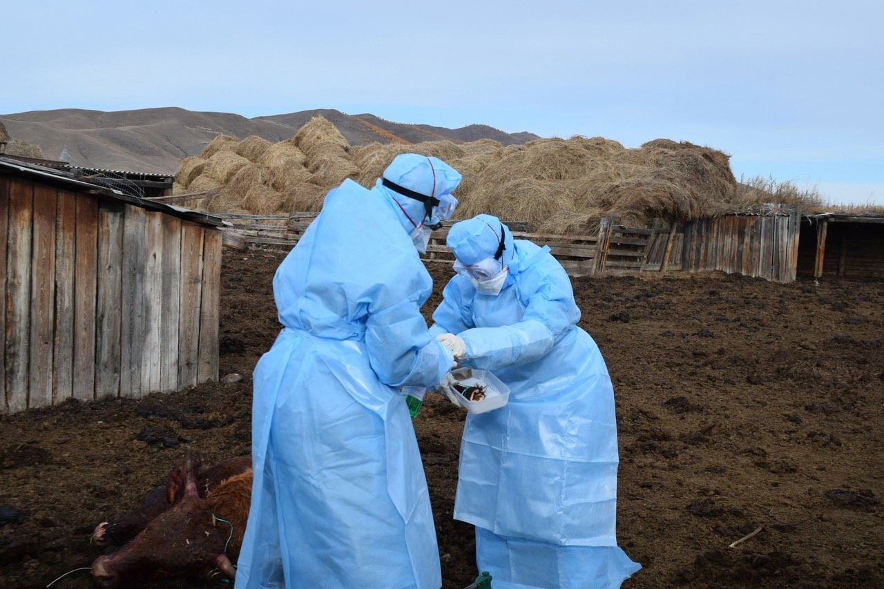 Фото В селе Бурятии стабилизировалась ситуация с болезнью коров