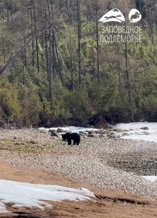 Фото Голодный медвежонок гулял в бухте Бурятии