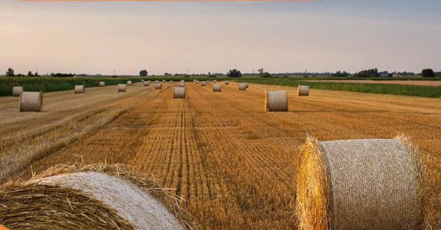 Фото В Бурятии результаты уборки зерновых превзошли ожидаемые прогнозы