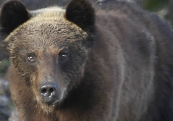 Фото В Баргузинском заповеднике Бурятии просыпаются медведи (ФОТО)