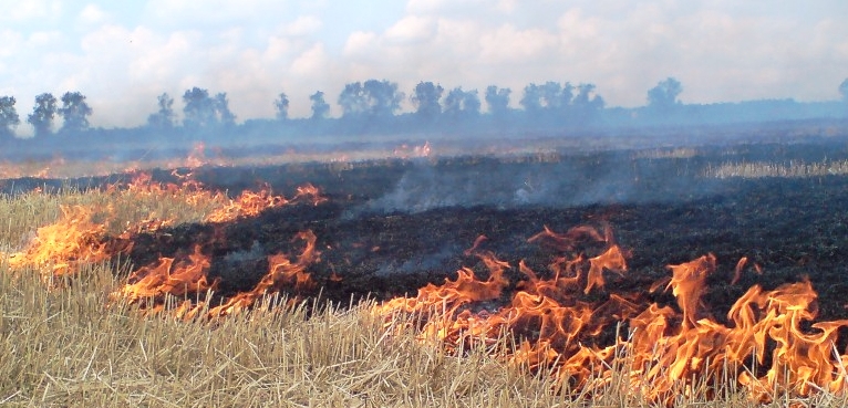 Фото "Гринпис" зарегистрировал первый пожар в Забайкалье