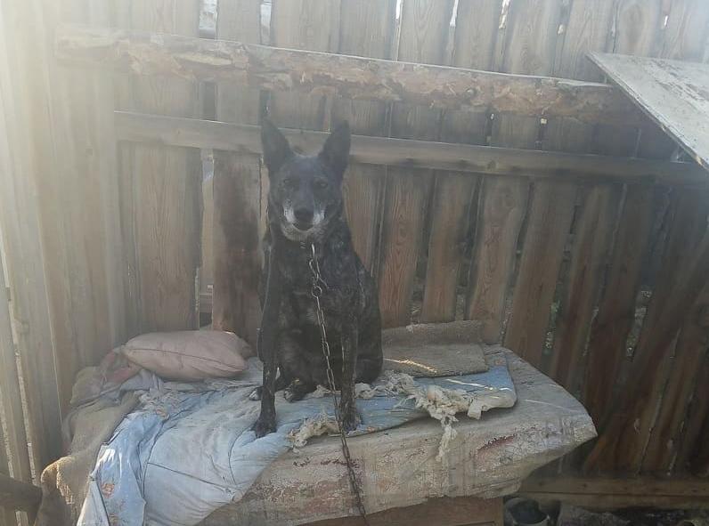 Фото В Бурятии убили собаку прямо во дворе приюта (ФОТО)