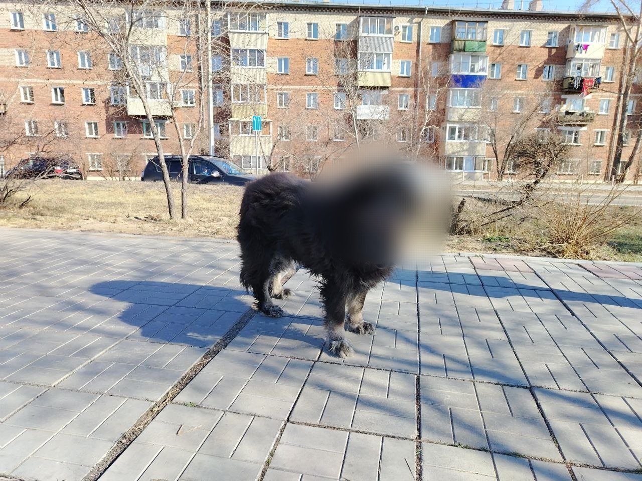 Фото Алабай напал на нескольких прохожих в районе Бурятии