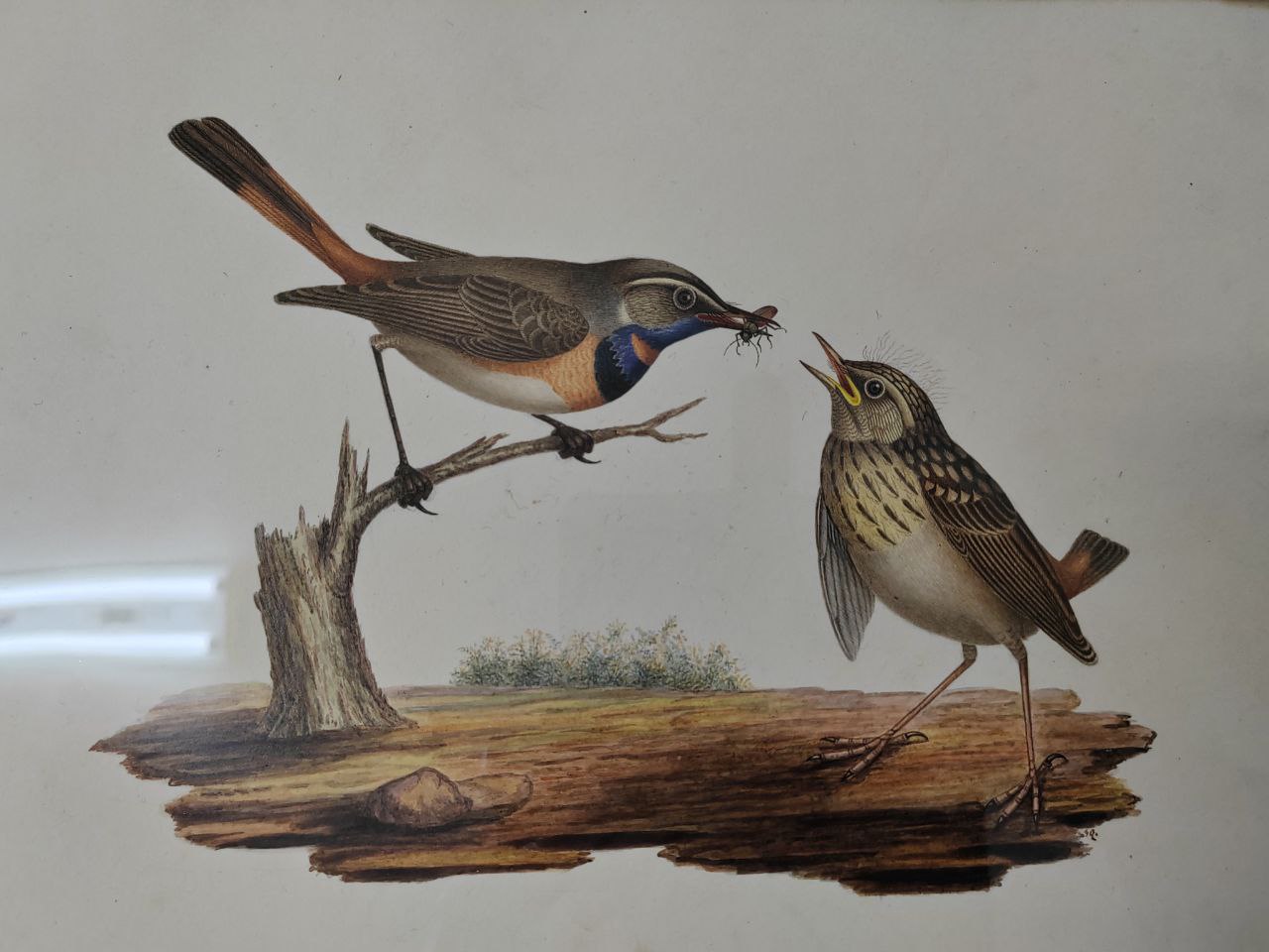 Фото При встрече с птенцами жителям Бурятии посоветовали прятать руки в карманы 