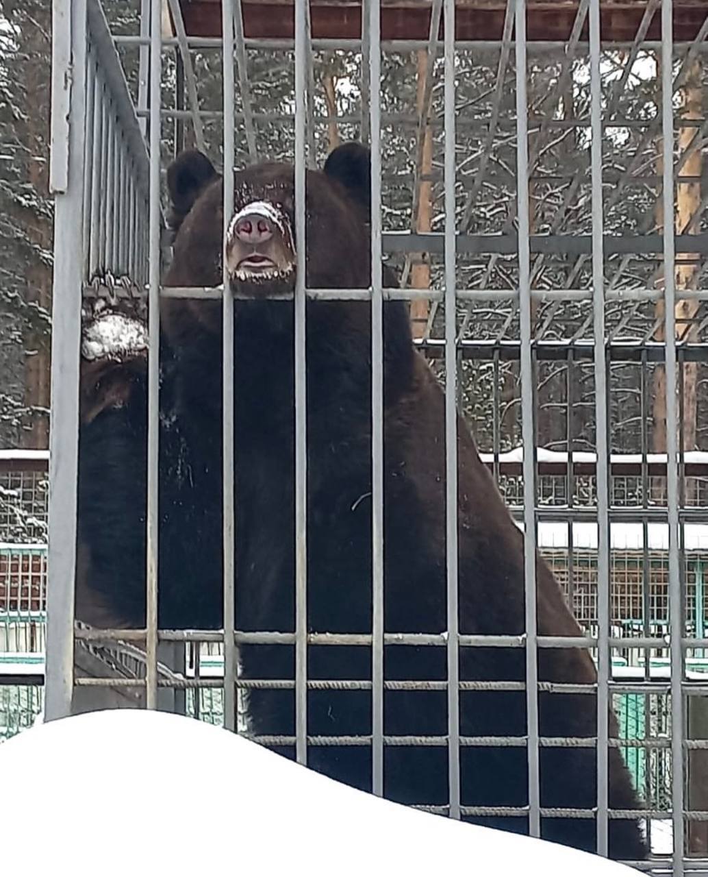 Фото В улан-удэнском этномузее вышел из спячки медведь
