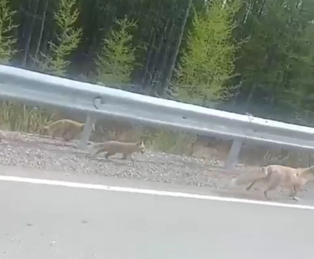 Фото По пути из села Багдарин в Бурятии водители повстречали семью лисиц