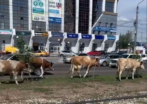 Фото За выпас скота на общественных территориях Улан-Удэ полагается штраф до 10 тысяч рублей