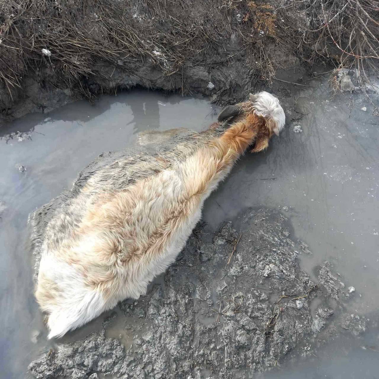 Фото В районе Бурятии молодой бык едва не утонул в канаве с отходами