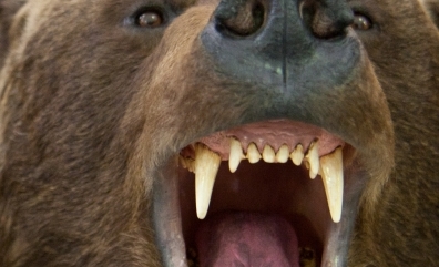 Фото Медведи проснулись на Байкале