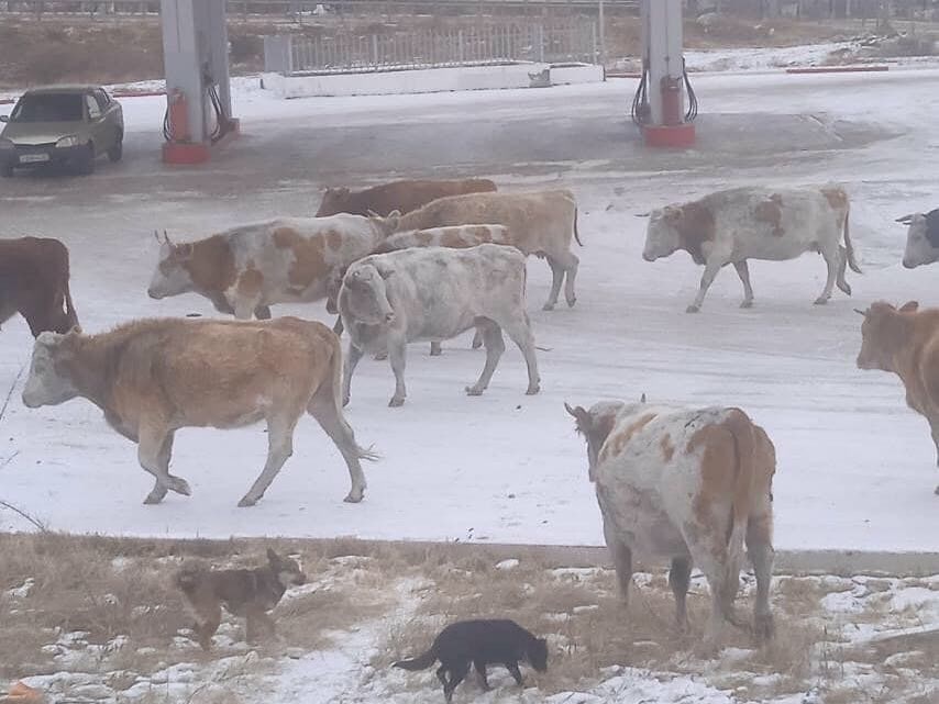 Фото В районе Бурятии заметили «коровий митинг»