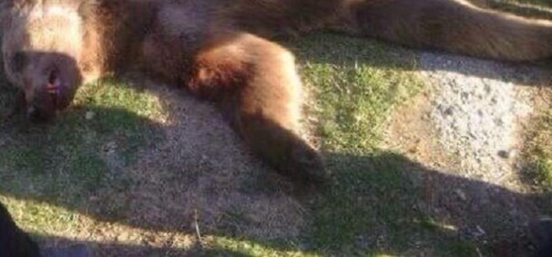 Фото На севере Бурятии жители жестоко расправились с пришедшим «в гости» медведем