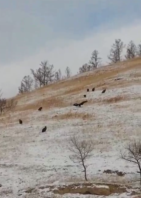 Фото «Падальщики»: В Бурятии на видео сняли большую стаю грифов