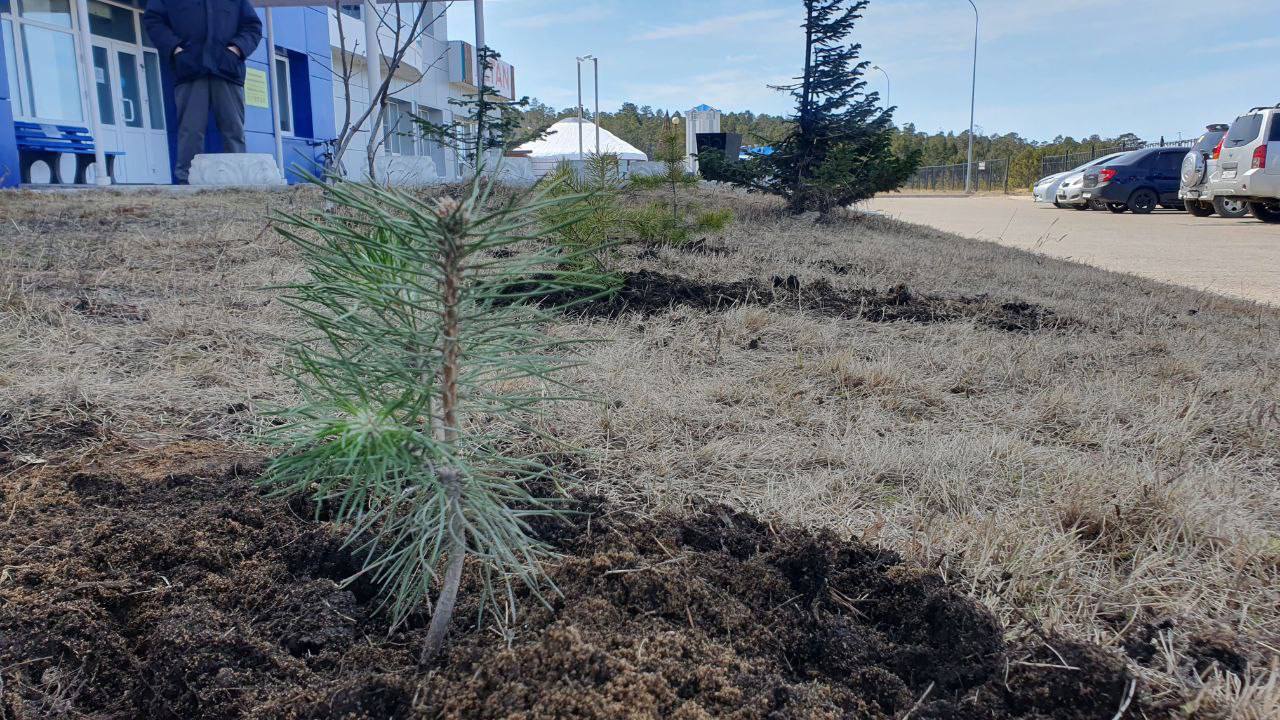 В Бурятии на Байкале высадили крымскую сосну, подаренную региону на  выставке «Россия» в Москве - Общество - Новая Бурятия