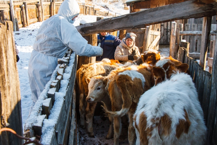 Фото Джидинский район внес больше всех коров в систему учета в Бурятии
