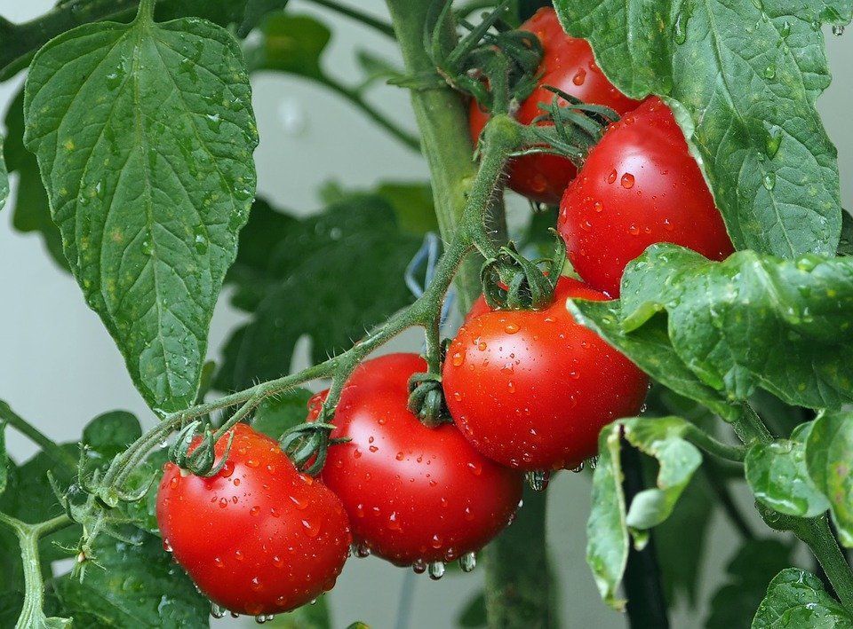 Советы огородникам Бурятии. Когда сажать помидоры на рассаду - Общество -Новая Бурятия