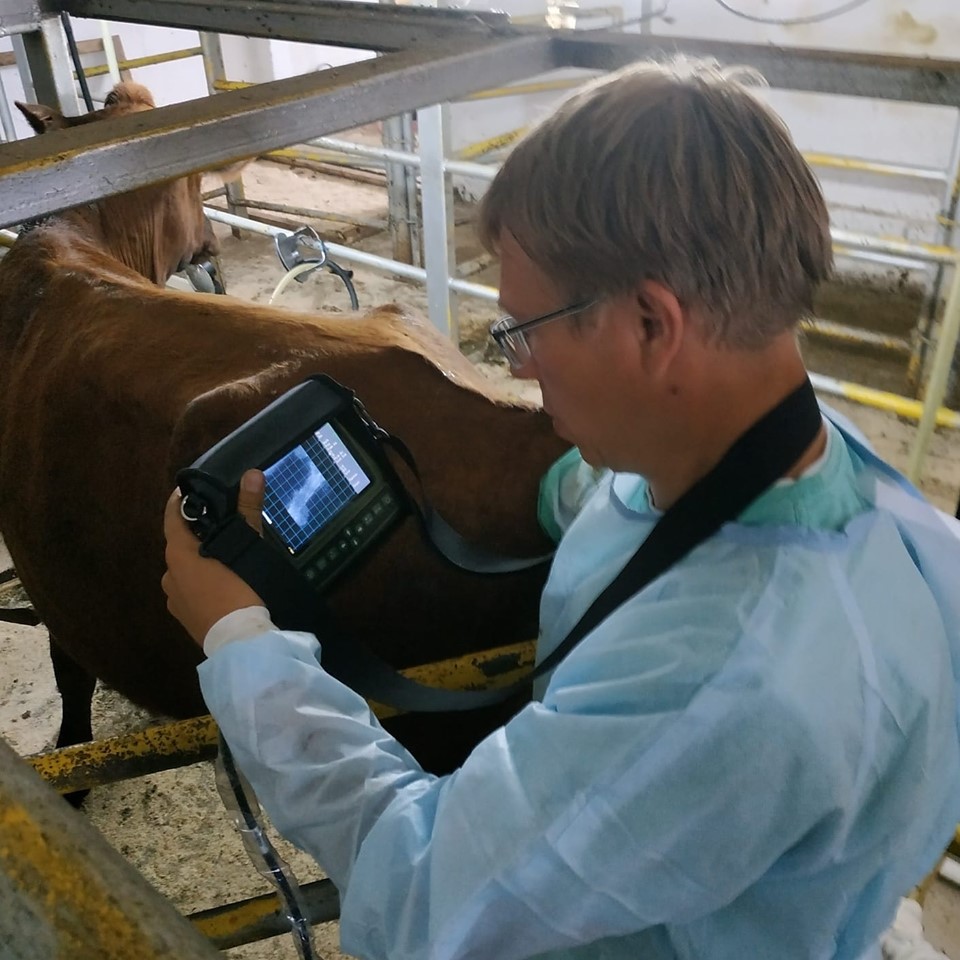 Фото В Бурятии начали УЗИ-диагностику коров на стельность