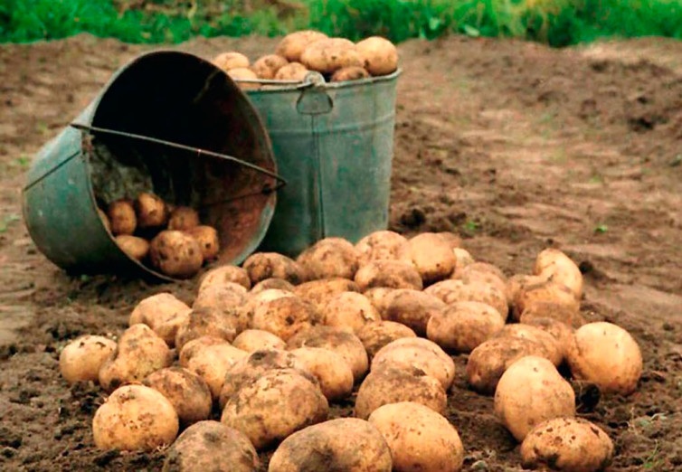 Фото Урожаю картофеля в Бурятии угрожает опасное заболевание