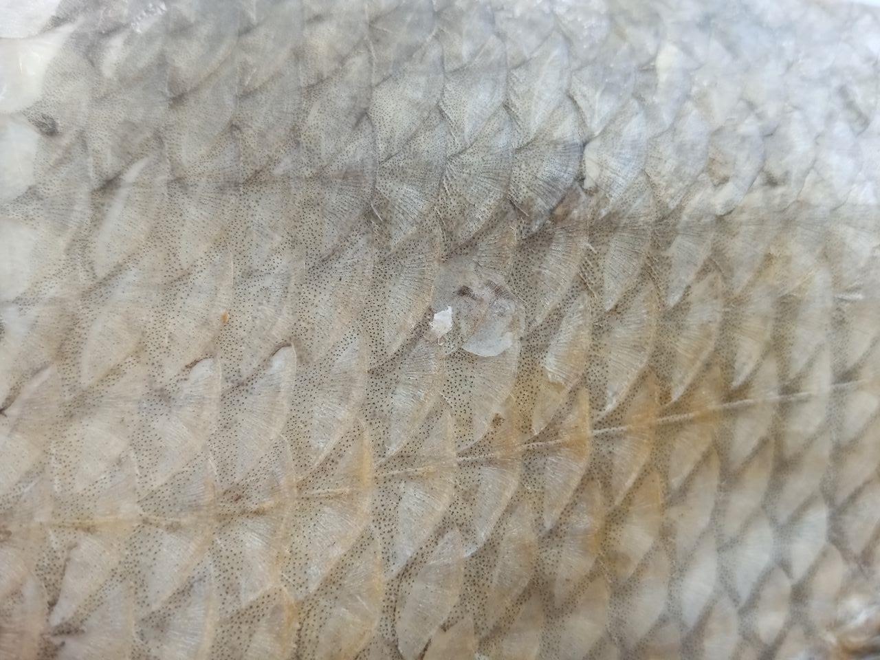 Фото В Бурятию будут завозить рыбную продукцию из Приморского края