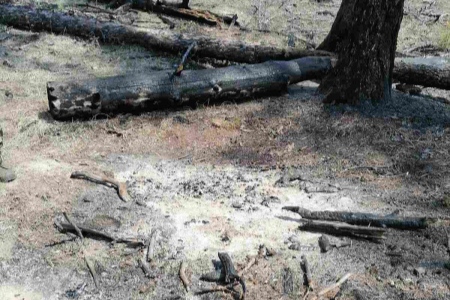 Фото От костра табунщика в Бурятии произошел лесной пожар