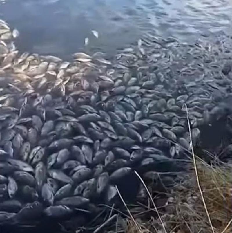 Фото Природоохранная прокуратура устанавливает причины массовой гибели рыбы в Бурятии